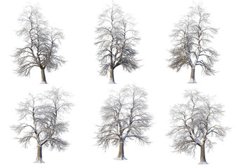 Trees and mountains in winter on a white background with clipping paths.