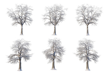 Trees and mountains in winter on a white background with clipping paths.