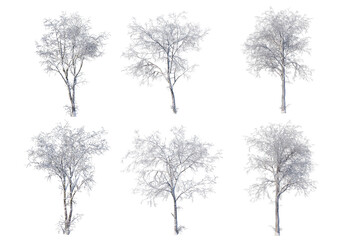 Fototapeta premium Trees and mountains in winter on a white background with clipping paths.