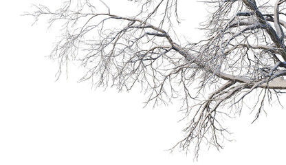 Trees and mountains in winter on a white background with clipping paths.