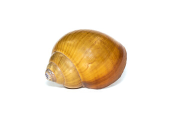 Image of brown spiral sea shell on a white background. Undersea Animals. Sea shells.
