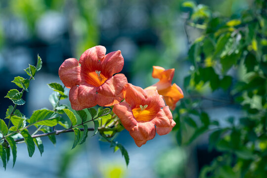 Campsis × tagliabuana (Madame Galen). This plant is a hybrid between Campsis radicans (American trumpet vine) and Campsis grandiflora (Chinese trumpet vine). It produces orange flowers.