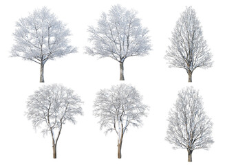 Trees and mountains in winter on a white background with clipping paths.