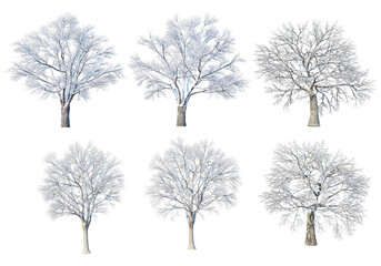 Trees and mountains in winter on a white background with clipping paths.