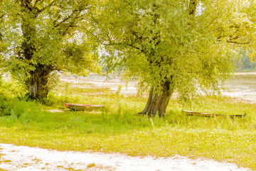 Wooden boats in the shade of the Poplar tree on the shore of the lake.