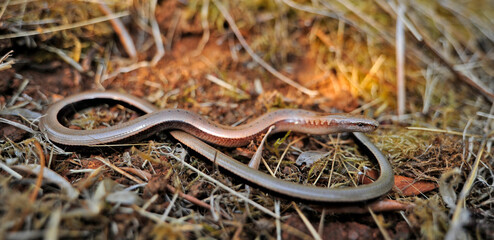Peloponnes-Blindschleiche // Peloponnese slowworm (Anguis cephallonica) - Pylos, Peloponnese, Greece