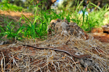 Peloponnes-Blindschleiche // Peloponnese slowworm (Anguis cephallonica) - Pylos, Peloponnese, Greece
