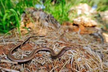 Peloponnes-Blindschleiche // Peloponnese slowworm (Anguis cephallonica) - Pylos, Peloponnese, Greece