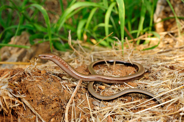 Peloponnes-Blindschleiche // Peloponnese slowworm (Anguis cephallonica) - Pylos, Peloponnese, Greece