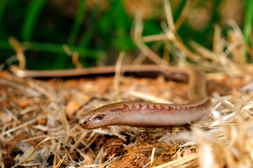 Peloponnese slowworm // Peloponnes-Blindschleiche (Anguis cephallonica)