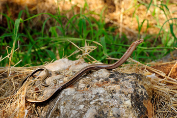 Peloponnese slowworm // Peloponnes-Blindschleiche (Anguis cephallonica) - Pylos, Peloponnese, Greece