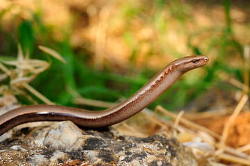Peloponnes-Blindschleiche // Peloponnese slowworm (Anguis cephallonica) - Pylos, Peloponnese, Greece