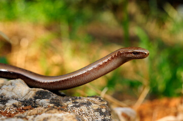 Peloponnese slowworm // Peloponnes-Blindschleiche (Anguis cephallonica) - Pylos, Peloponnese, Greece