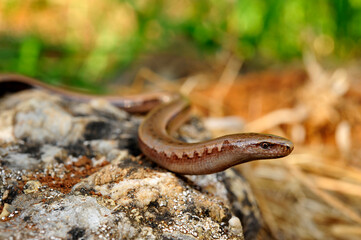 Peloponnese slowworm // Peloponnes-Blindschleiche (Anguis cephallonica)