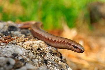 Peloponnes-Blindschleiche // Peloponnese slowworm (Anguis cephallonica) - Pylos, Peloponnese, Greece