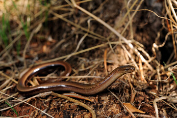 Peloponnese slowworm // Peloponnes-Blindschleiche (Anguis cephallonica) - Pylos, Peloponnese, Greece