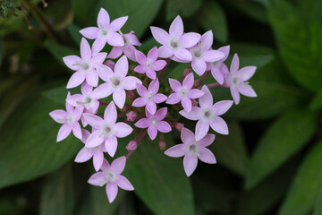 Pentas Lanceolata is also known as the Egyptian Star Cluster. Inflorescence Pentas lanceolate close-up. Shallow depth of field.