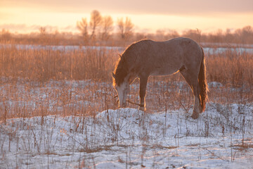 Obraz na płótnie Canvas horse in the winter