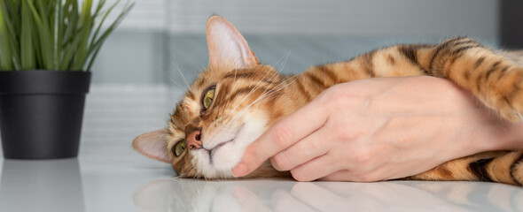 A womans hand caresses a cat.