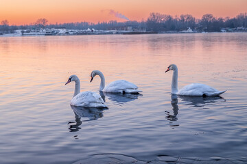 swans on the river