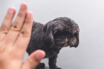 A man commands a dark gray shih tzu to stop. Training a cute purebred puppy.