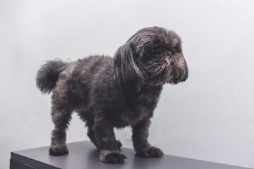 A cute dark gray shih tzu lying on a small table after grooming or checkup at a veterinary clinic.