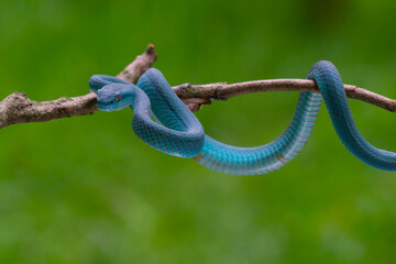 Trimeresurus insularis (Indonesian pit viper, Lesser Sunda Islands pit viper, Sunda white-lipped...