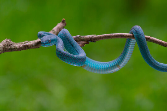 Trimeresurus insularis (Indonesian pit viper, Lesser Sunda Islands pit viper, Sunda white-lipped pit viper) is a venomous pit viper species found in eastern Java and the Lesser Sunda Islands, Indonesi