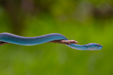 Trimeresurus insularis (Indonesian pit viper, Lesser Sunda Islands pit viper, Sunda white-lipped...