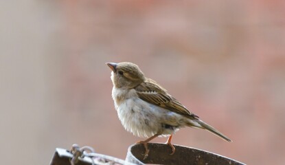 Closeup of a female house sparrow perched on a metal ring. Passer domesticus.