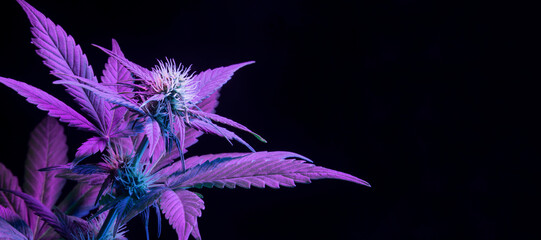 Purple Flowering Cannabis Plant Long Banner. Colored marijuana flower. Purple medical cannabis on black background with empty space for text. Aesthetic hemp banner