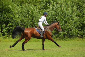 Equestrian woman galloping sport thoroughbred horse in the three day event