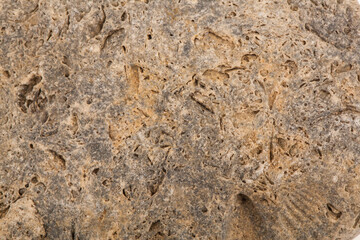 The texture of an ancient stone with impressions of shells as a background.
