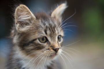 Portrait of a gray kitten. Close up domestic animal. Kitten at two month old of life