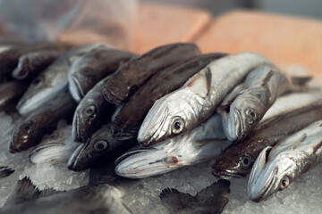 Fresh catch of Mediterranean sea fish on fish market stall on Croatia island Mali Lošinj
