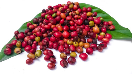 Lots of fresh ripe coffee nuts