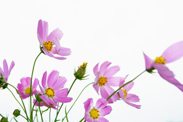 Bright colorful cosmos flowers