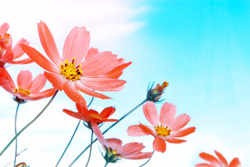 Fototapeta na wymiar blue sky. Colorful cosmos flowers on a background of summer landscape.