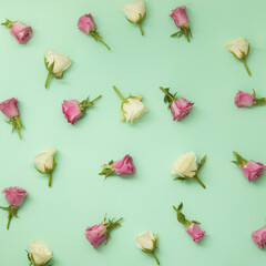 Pattern of beautiful white and pink roses on pastel green background.