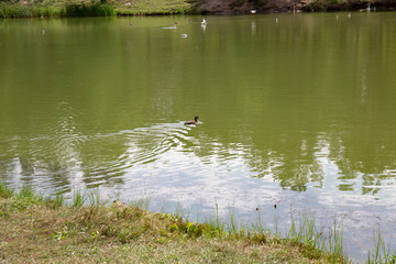 Waterfowl in the old lake in the park named after the 30th anniversary of the Komsomol of the city of Omsk in summer
