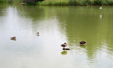 Waterfowl in the old lake in the park named after the 30th anniversary of the Komsomol of the city of Omsk in summer