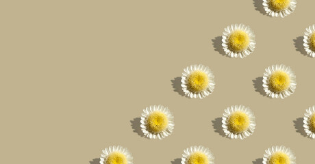 Chamomile flowers on beige background. Floral minimalistic background. Minimal summer, spring or holiday concept. Mother day. Copy space. Creative composition, banner. Space for text