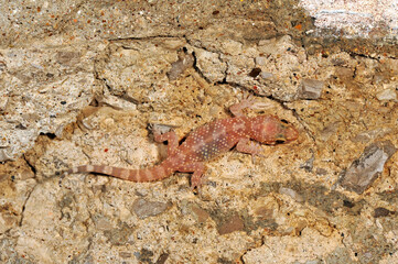 Turkish gecko // Europ&auml;ischer Halbfinger (Hemidactylus turcicus) - Peloponnese, Greece