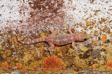 Obraz na płótnie Canvas Turkish gecko // Europäischer Halbfinger (Hemidactylus turcicus) - Peloponnese, Greece