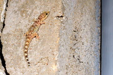 Europäischer Halbfinger // Turkish gecko (Hemidactylus turcicus) - Peloponnes, Griechenland