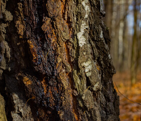 birch resin dried up flowing down a tree on a bright sunny day
