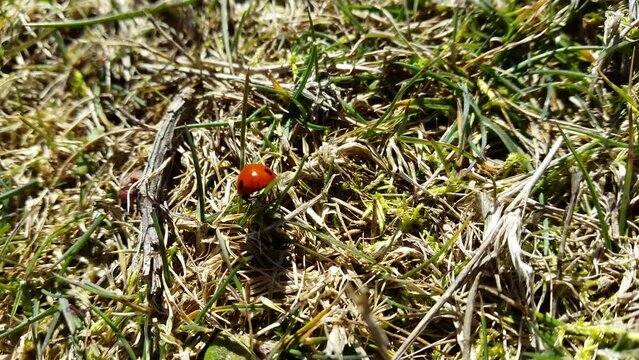 Coccinella at work