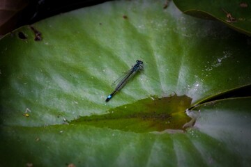 Closeup shot of a dragonfly sitting on a lillypad