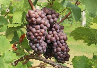 Bunches ofPinot gris grape, brown pinkish variety, hanging on vine just before the harvest