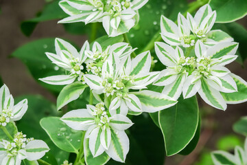Euphorbia bordered grows on a bed in a flower garden. cultivation of flowers concept